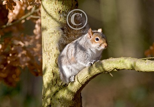 Grey Squirrel DM0581